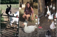 盘点全球四大高人气宠物：踏上网红路，治愈千万网友