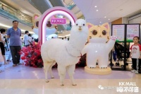 长期招募及合作: 表演犬/网红宠物/趣味宠物/异宠爬宠小宠等等