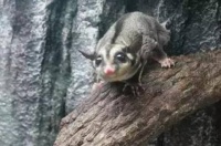 华懋宠物：“网红萌宠”千万别碰，养的后果你承担不起！