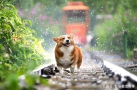 人不如狗系列？网红宠物狗当模特 日均收入高到超出想象