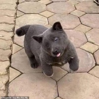 越南再出网红宠物，是猫是狗傻傻分不清，网友表示没见过