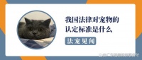 法宠见闻丨我国法律对宠物的认定标准