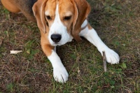 宠物毒杀频发，法律红线不容触碰！律师权威解读