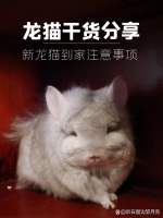 新龙猫到家后的注意事项。萌新该怎么做☺