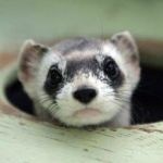 【图片】宠物貂水貂基本区分法【安哥鲁宠物貂吧】