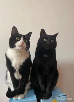 「寻宠」猫丢了怎么找，宠物侦探教你利用声音和气味寻找到猫咪