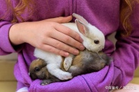 怎样做就能让宠物兔“长命百岁”？在这4方面注意，其实不难