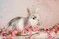 中国人热衷兔年养宠物兔