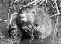 饲养老鼠较偏门 前景可观当留神