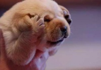 人会传染身边的宠物吗？李兰娟：宠物触到疫情一样要监控