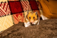 如何鉴别宠物鼠的年龄及如何给鼠清洗食囊