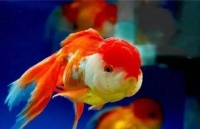 十大宠物观赏鱼排行榜，您怎么看？