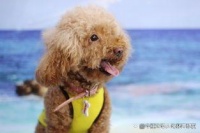 上海哪里能为宠物狗火化？完善爱宠终老计划