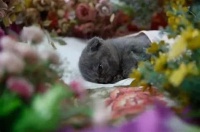 成都宠物火化价格实惠，为您的宠物送别