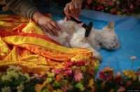 沈阳宠物火化殡葬：多少钱？如何办理手续？