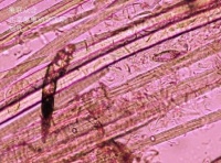 犬蠕形螨病——宠物医师杂志