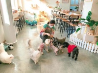 烟台“95后”女孩开起“宠物酒店”：春节期间寄养服务“一房难求”