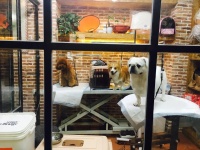 你住198元的快捷酒店，它住500元的宠物酒店