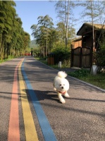 “以前是我挑酒店，现在是酒店挑我”，携宠度假限制多多，怎么破？