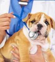 宠物消费市场调查