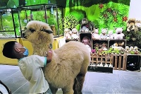 了解宠物公园：一个有前景的投资项目，你值得拥有！