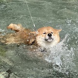 【讨论】成都首个免费超大型宠物公园国庆开业（更新：体验反馈