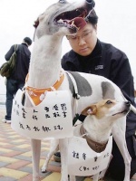 再加4个“狗乐园” 香港增设宠物公园年内开放