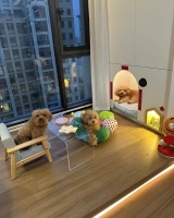 你的家真的适合宠物吗？5种“适宠化”家居设计，让毛孩子更舒适