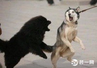 铲屎官请留步!这里有份宠物家具消毒tip需要签收!