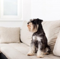 宠物与沙发：家有爱宠，如何选购合适沙发