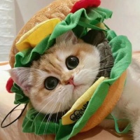 宠物店设计｜韩系网红风宠物店设计案例