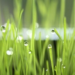 如何取消宠物装饰的绑定不要跟我说不可以喔，因为我这里买了一件被人 爱问知识人