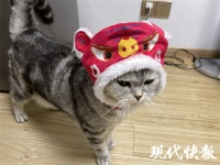 春节宠物装饰网络热销，喵星人、汪星人也有过年仪式感了
