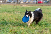 「图」动物收容中心 宠物收容所 宠物寄售 宠物收容站赠送领养