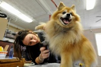 开宠物店要什么条件？需要的宠物证书有哪些