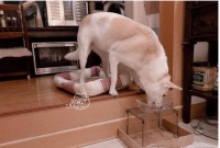 碗架隐藏版功能,米克斯爬更高低头,这样饭比较好吃!