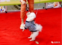 @各位养宠人：石龙欢乐宠物节暨动物健康防疫宣传日活动来啦！