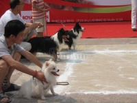 宠物运动会 传播文明养犬观念