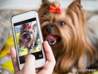 宠物界的“奥斯卡”来了！你准备好了吗？