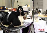 港媒称中国人日益宠溺宠物 宠物经济带热相关产业