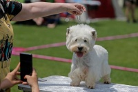 罗马尼亚：狗狗选美比赛