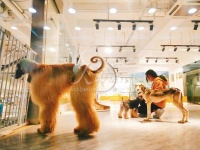 上海首家阿富汗猎犬主题宠物咖啡馆 撸狗达人打卡圣地