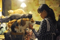 坐下就不想走的全球宠物咖啡馆 撸一撸治愈心灵