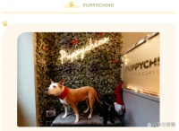 盘点布达佩斯9家动物主题咖啡馆和酒吧！