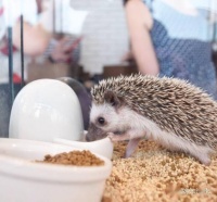 奇奇怪怪的动物主题咖啡馆