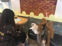 宠物主题餐厅监管将纳入行政公益诉讼督促履职范围 部分商家取消“现做”食物