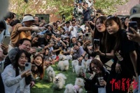 春日里的宠物聚会