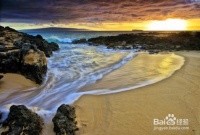 如何让宠物健康成长