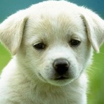 在哪里能找到宠物训练师 爱问知识人