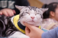 宠物经济催生新职业(1)